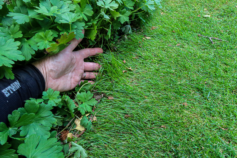 bordure_gazon_geranium_02.jpg