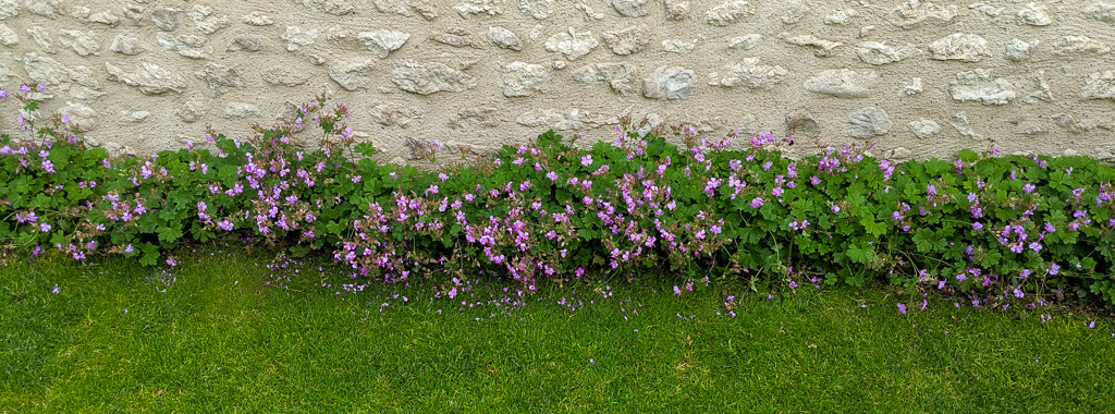 geranium_vivace_cantabrigiense_20190615.jpg